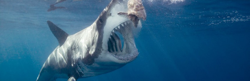 Shark Sightings Archives Page 4 Of 11 Sharknewz A Group Of Fishermen Is Being Investigated After Caught On Camera Baiting Great White It S Also Claimed They Were Haring The Shark