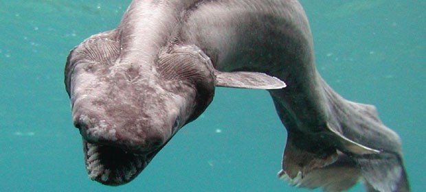 Frilled Shark Caught In Australia Sharknewz Lakes Entrance Australia It Is Not A Shark Which Often Seen The Prehistoric Looking Frilled Fishermen Off Southeastern Victoria