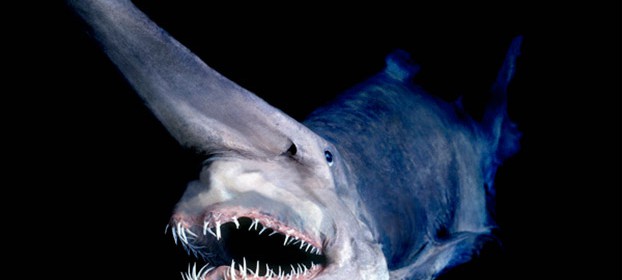 Goblin shark found in Australia - SharkNewz