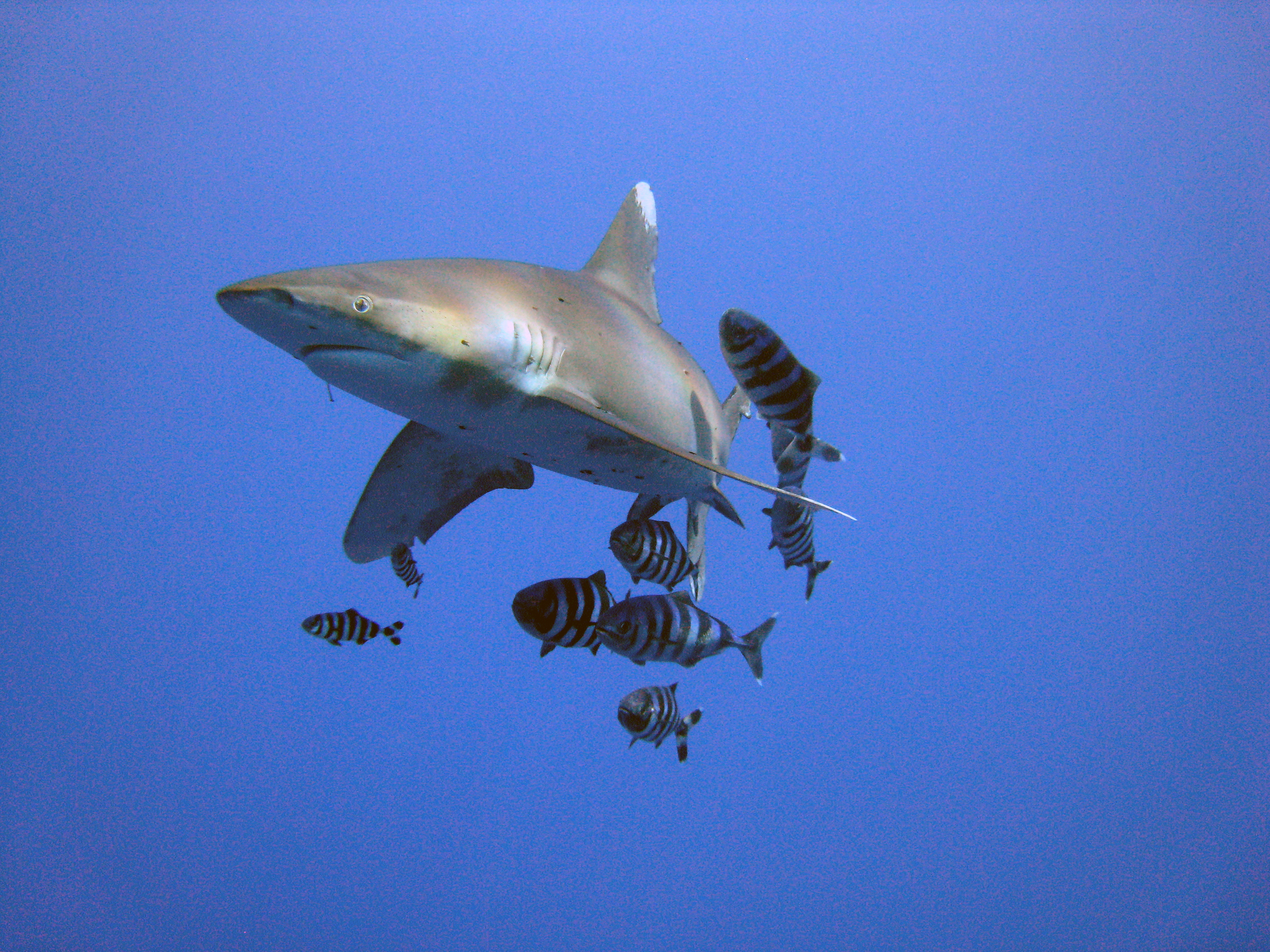 Акула рыба прилипала тип взаимодействия. Комменсализм акула. Oceanic Whitetip Shark. Рыба прилипала и акула. Комменсализм акула и рыба прилипала.