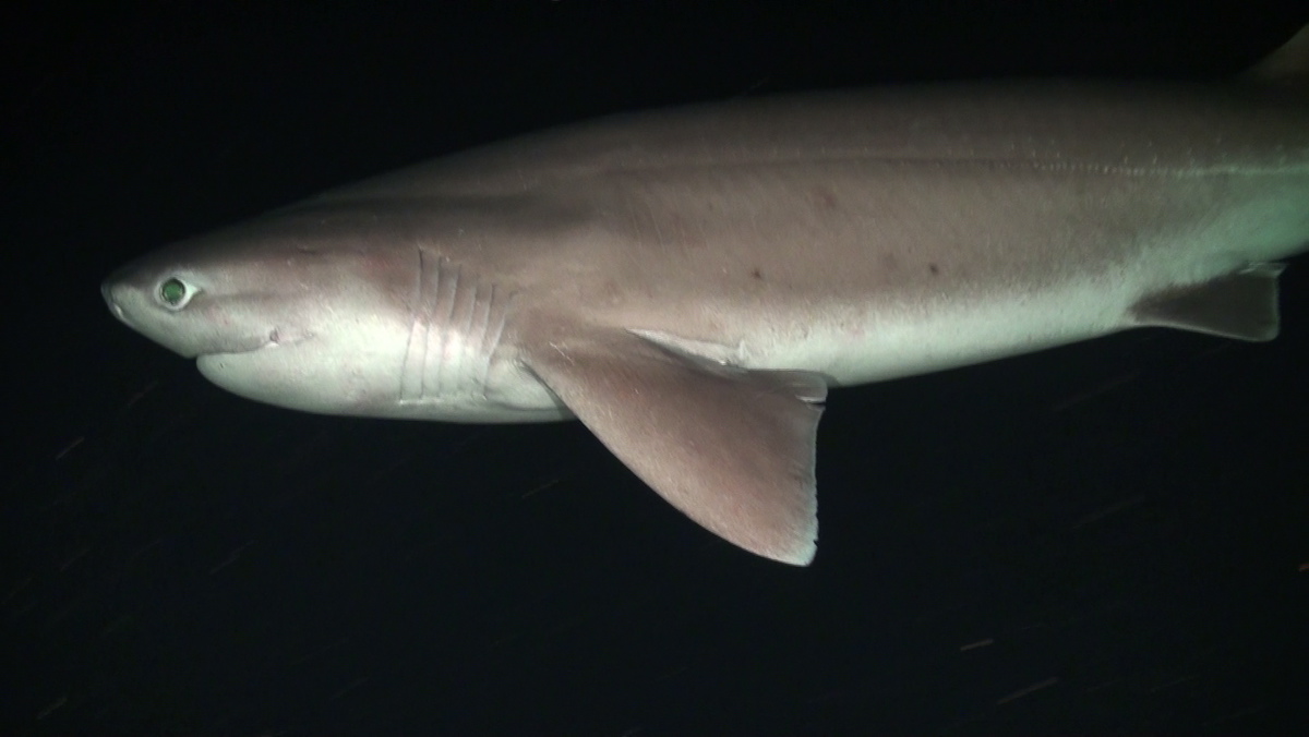 Shipwreck divers face rare Bluntnose Sixgill Shark - SharkNewz