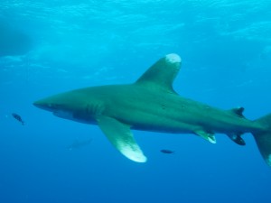 Oceanic Whitetip Shark - SharkNewz
