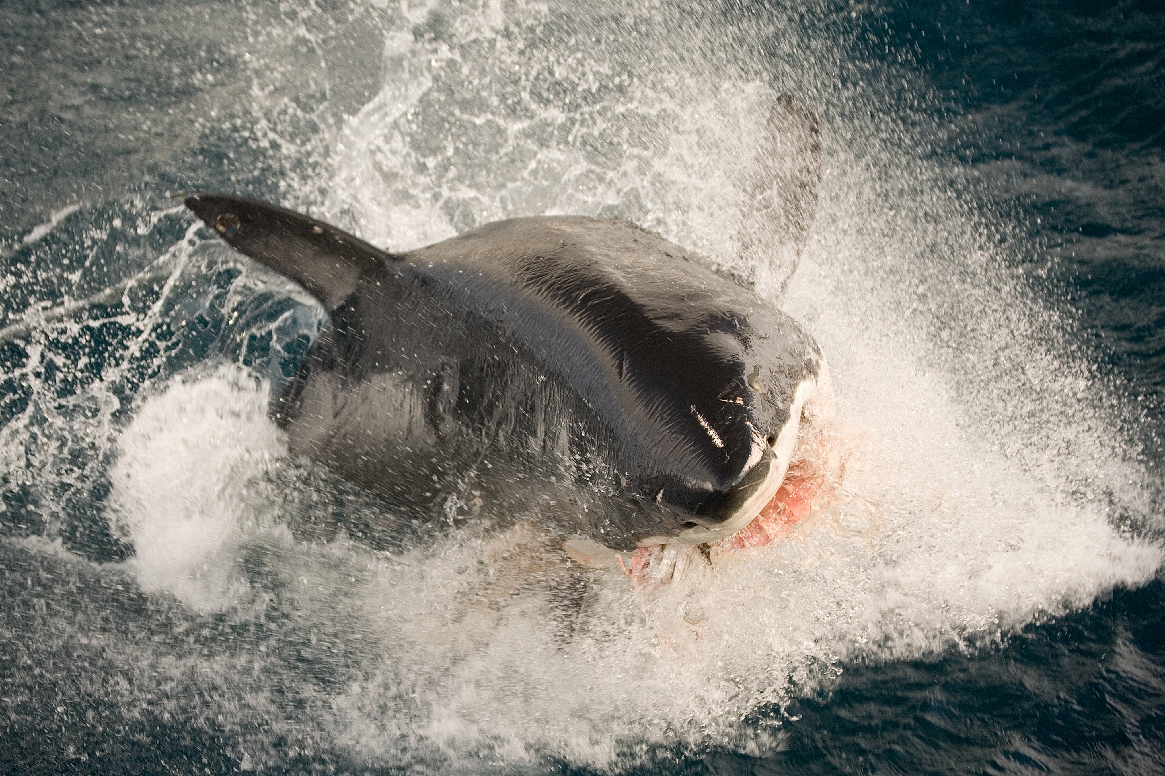 Нападение дельфинов. Дельфины и акулы. Акулы, киты и дельфины. Нападение касаток на акул. Нападение акул на дельфинов.