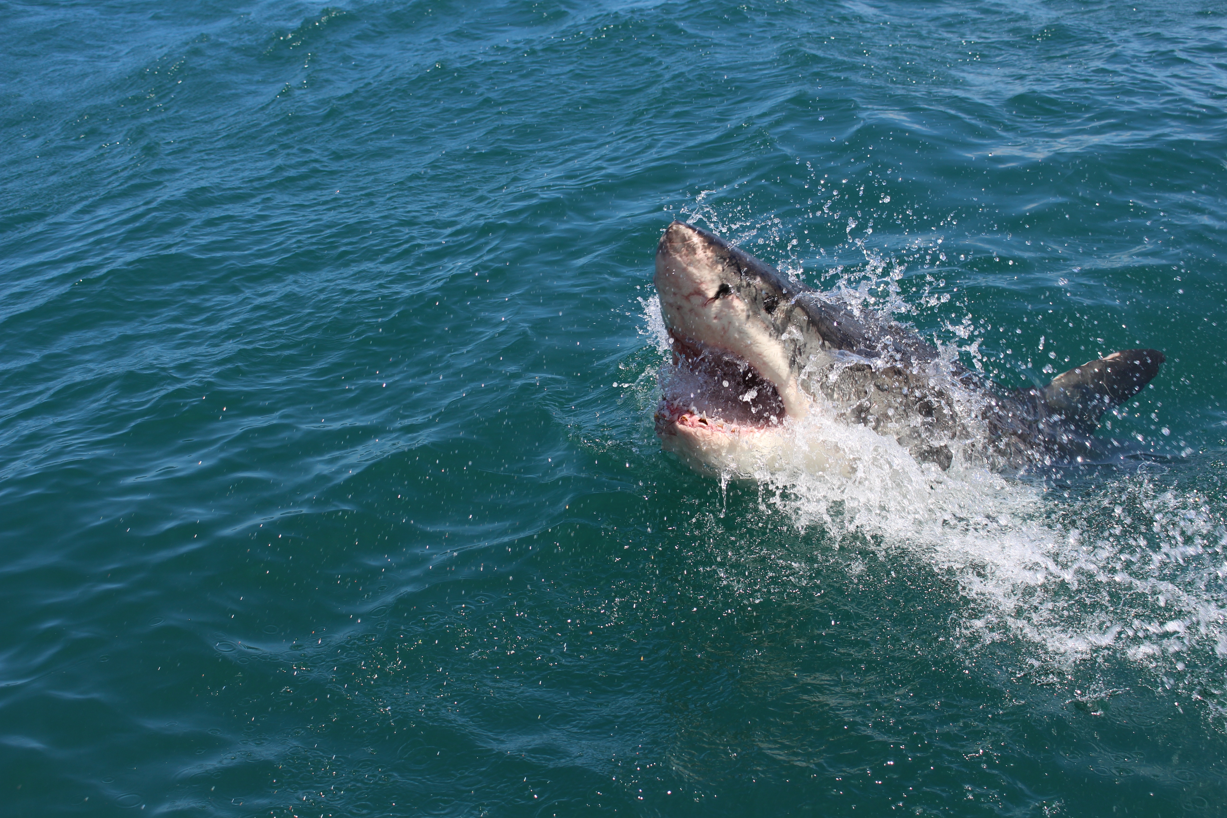 Есть ли акулы на кубе. Катран акула черного моря. Акула Катран в черном море нападение. Черноморская акула Катран фото. Нападение акулы в Хургаде 2023.