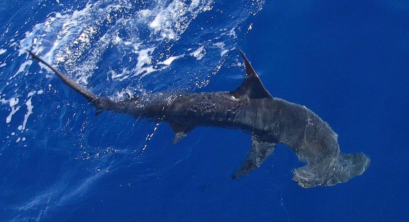 Scalloped Hammerhead Shark SharkNewz