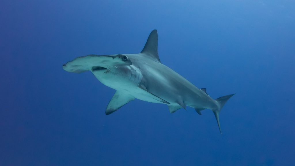 Scalloped Hammerhead Shark - SharkNewz
