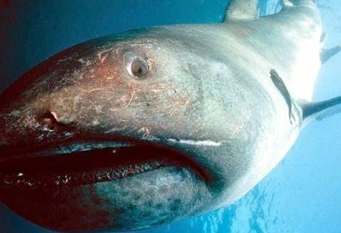 Megamouth Shark. Photo: Pinterest.