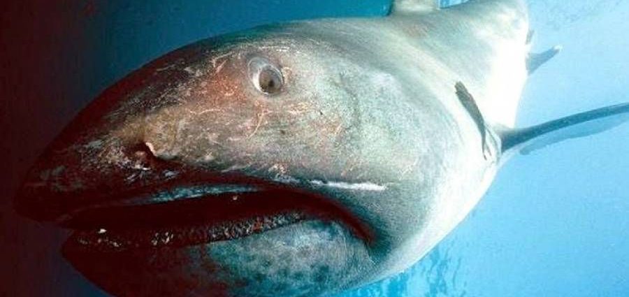 Megamouth Shark. Photo: Pinterest.