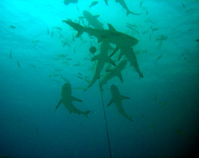 Shark feed in Bimini, Bahamas. Photo/ Matt Kiefer/Flickr CC