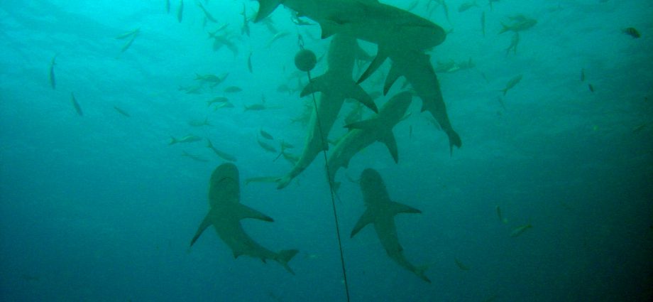 Shark feed in Bimini, Bahamas. Photo/ Matt Kiefer/Flickr CC