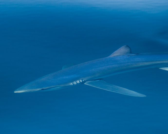 Blue shark. Photo: Adam Searcy/Flickr CC.