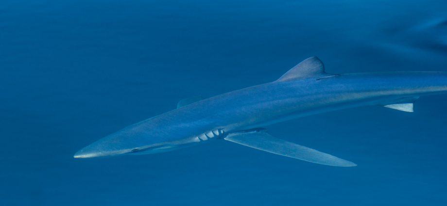 Blue shark. Photo: Adam Searcy/Flickr CC.