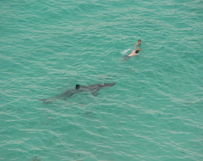 Basking shark and humans in the water. Photo: Candiche/Flickr CC.