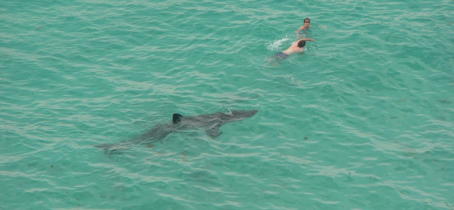 Basking shark and humans in the water. Photo: Candiche/Flickr CC.