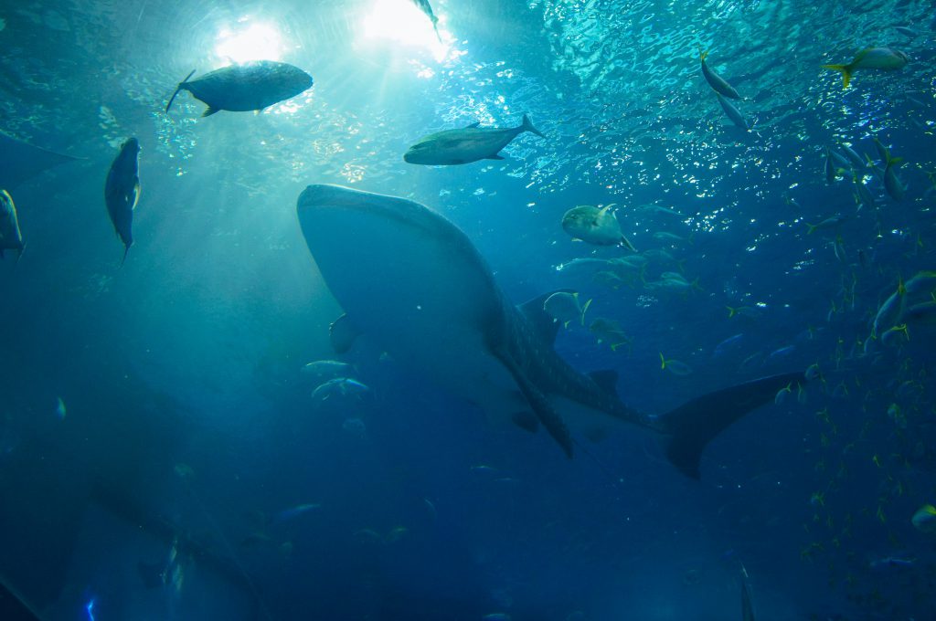 Whale Shark. Photo: Evan Buchholz/Unsplash.