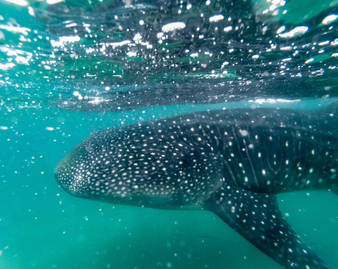 Whale shark. Photo: Matthew T. Rader/Unsplash.