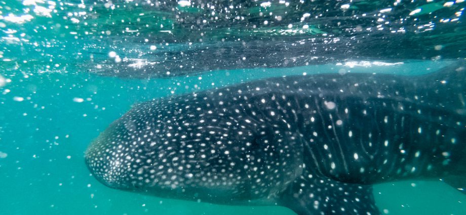 Whale shark. Photo: Matthew T. Rader/Unsplash.