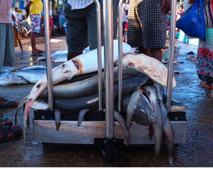 Sharks in a market in Sri Lanka. Photo: Claire Colins.
