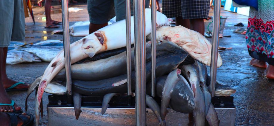 Sharks in a market in Sri Lanka. Photo: Claire Colins.