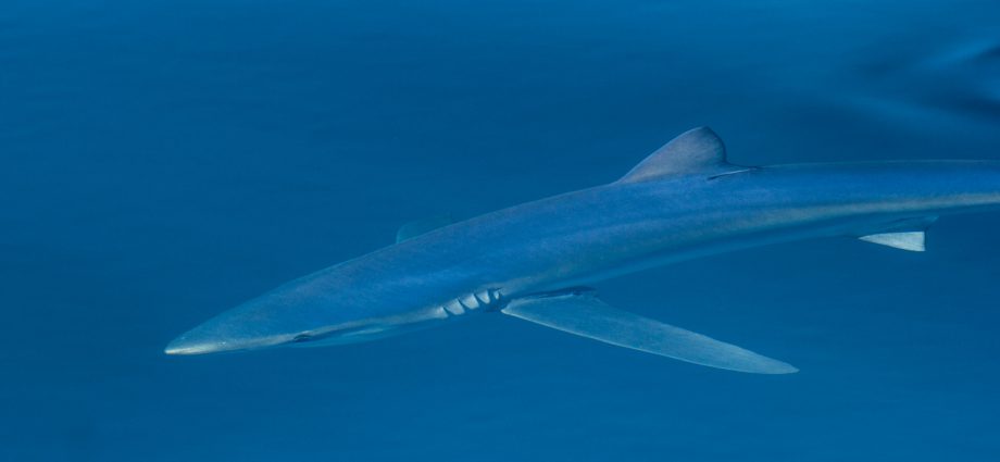 Blue shark. Photo: Adam Searcy/Flickr Creative Commons.