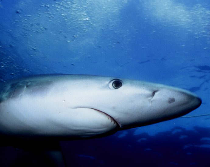 Blue shark. Photo: Josh Krancer/Flickr Creative Commons.