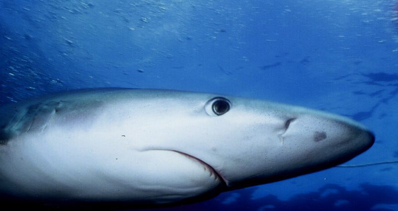 Blue shark. Photo: Josh Krancer/Flickr Creative Commons.