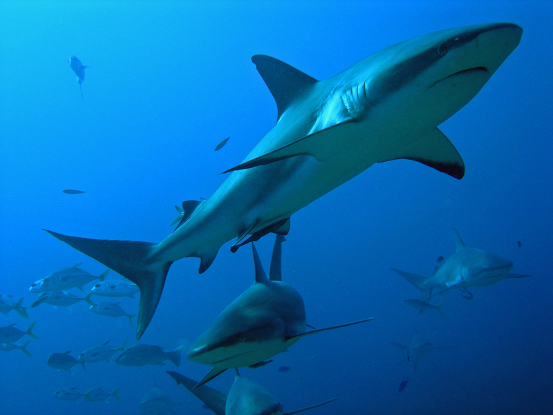 Study High levels of toxic metals in Caribbean reef sharks SharkNewz
