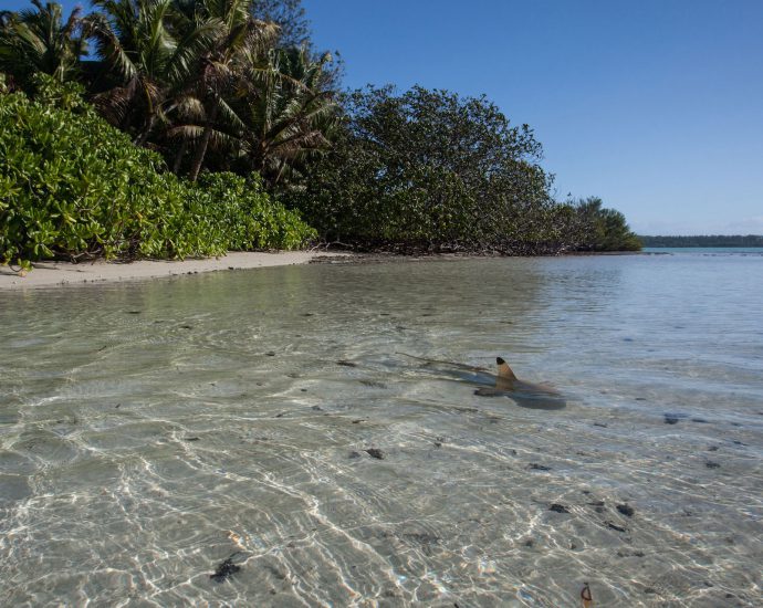 A blacktip reef shark exploring the shallows of St Joseph Atoll Photo by Clare Daly |© Save Our Seas Foundation