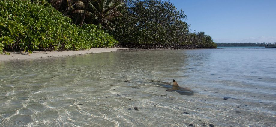 A blacktip reef shark exploring the shallows of St Joseph Atoll Photo by Clare Daly |© Save Our Seas Foundation