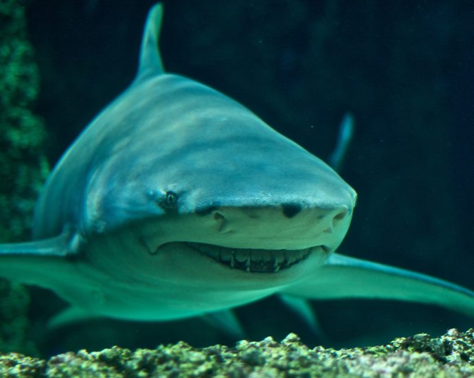 Sicklefin Lemon Shark. Photo: Wikpedia Creative Commons