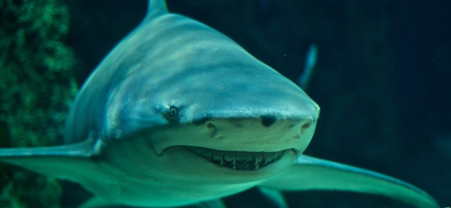 Sicklefin Lemon Shark. Photo: Wikpedia Creative Commons