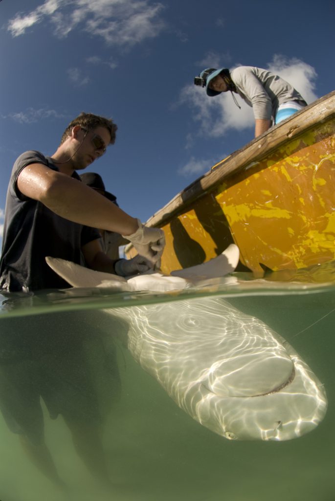 James Lea implanting an acoustic transmitter in a lemon shark Photo by Rainer von Brandis |© Save Our Seas Foundation