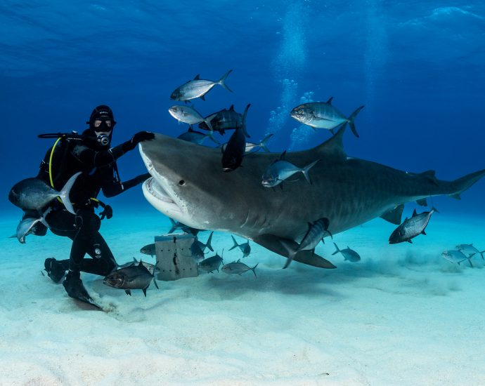 Tiger shark. Photo: Michael Vogelsang