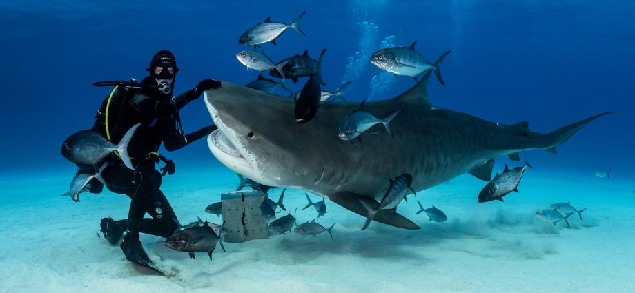 Tiger shark. Photo: Michael Vogelsang