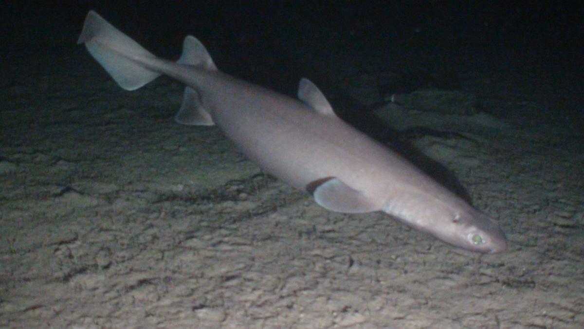 Kitefin shark (Dalatias licha), discovered on an Oceana expedition discovering seamounts off the coast of Spain. Photo: Oceana.