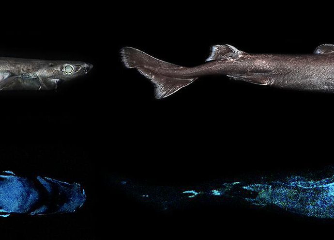 Luminous sharks. Photo by the researchers.