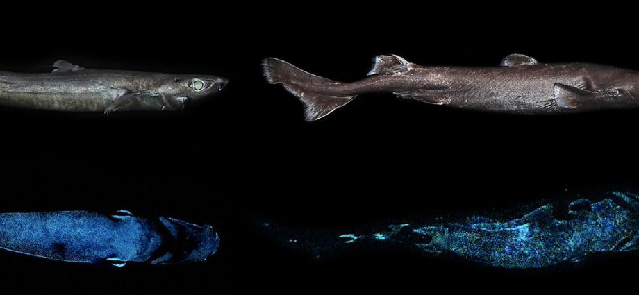 Luminous sharks. Photo by the researchers.