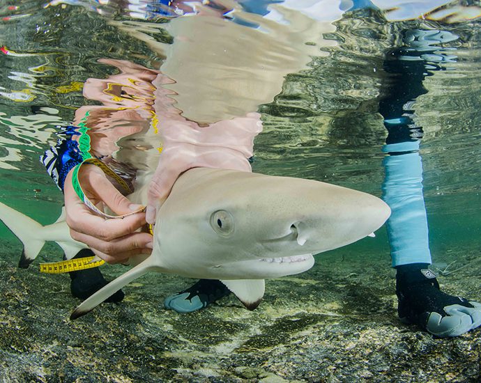 A juvenile blacktip reef shark having measurements taken. Photo: Luke Gordon/Save Our Seas Foundation.