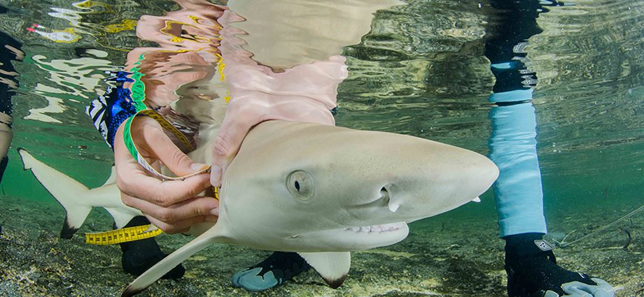 A juvenile blacktip reef shark having measurements taken. Photo: Luke Gordon/Save Our Seas Foundation.