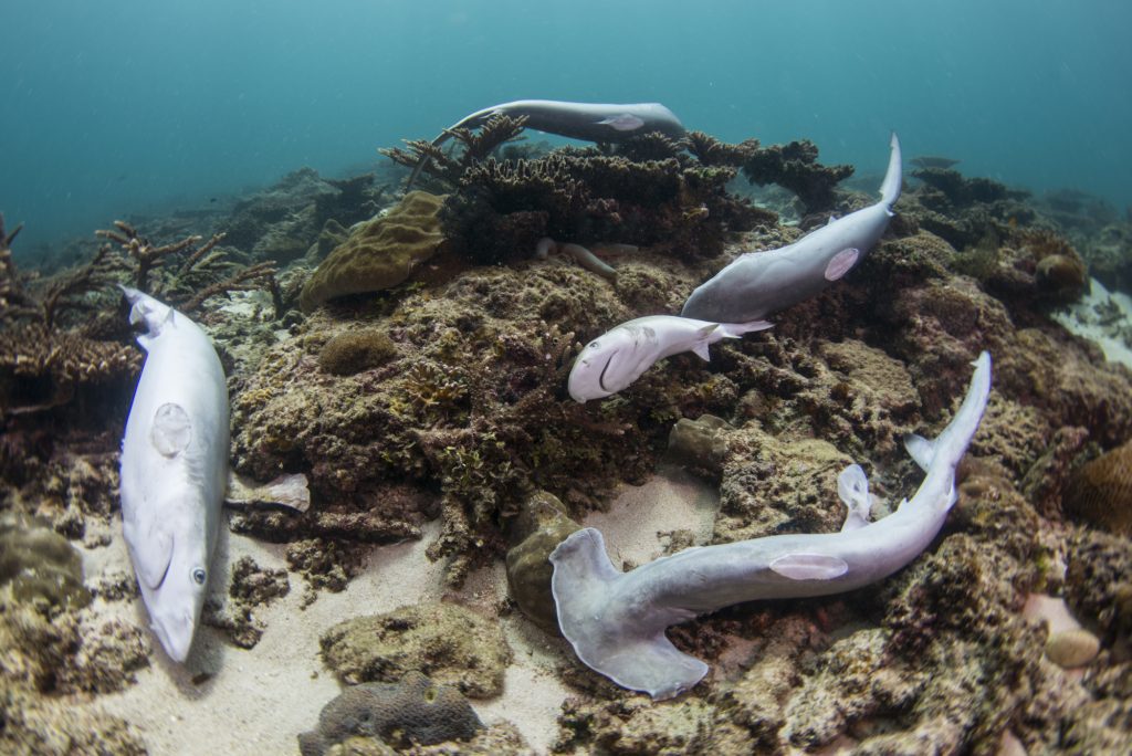 Dead sharks without fins. Image by Bite-Back.