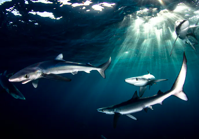 Blue sharks, which are prized for their fins, swimming off Cape Point in South Africa. Morne Hardenberg