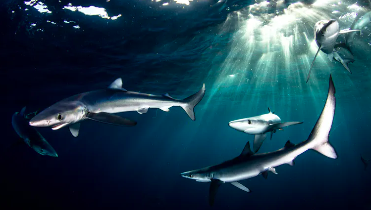 Blue sharks, which are prized for their fins, swimming off Cape Point in South Africa. Morne Hardenberg