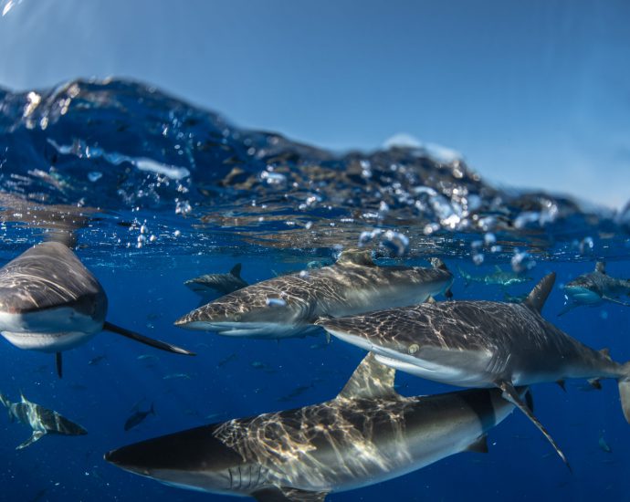 The silky shark is classified as Vulnerable on the IUCN Red List of Threatened Species. The species shares all the classic traits that make sharks generally vulnerable to overexploitation, including a long gestation period before having a small litter of pups.