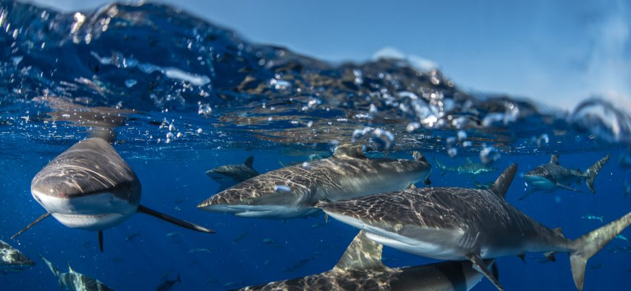The silky shark is classified as Vulnerable on the IUCN Red List of Threatened Species. The species shares all the classic traits that make sharks generally vulnerable to overexploitation, including a long gestation period before having a small litter of pups.