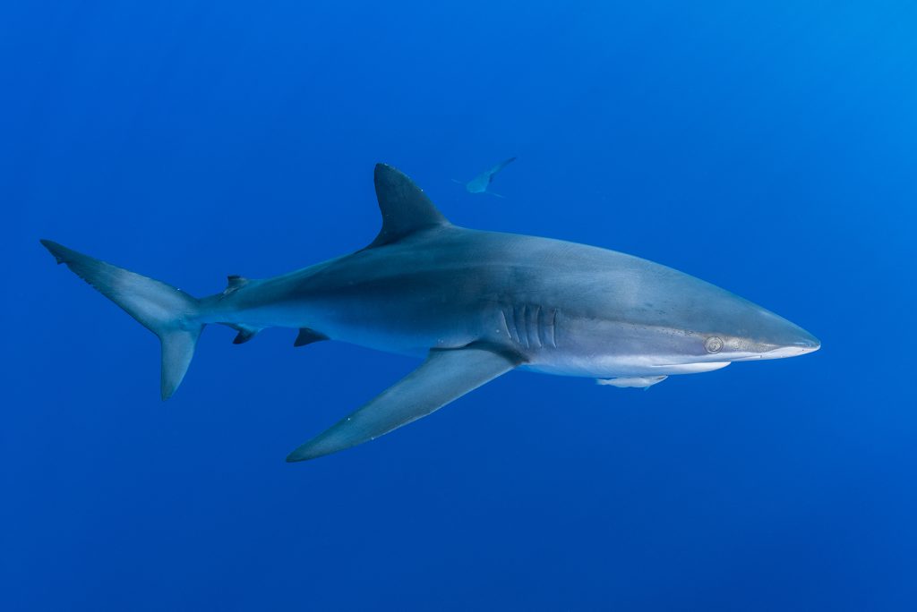 Named for their tightly-packed dermal denticles (the tough, teeth-like “scales” that cover sharks), this species is considered important catch through longline and gillnet fishing in many parts of the world.