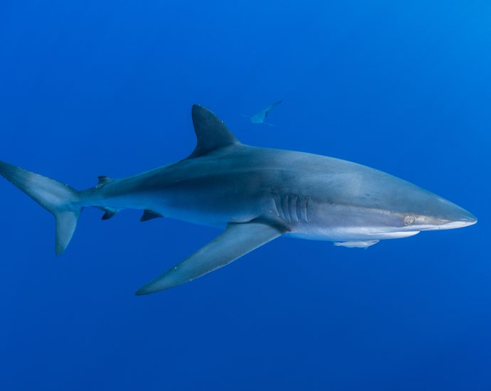 Named for their tightly-packed dermal denticles (the tough, teeth-like “scales” that cover sharks), this species is considered important catch through longline and gillnet fishing in many parts of the world.