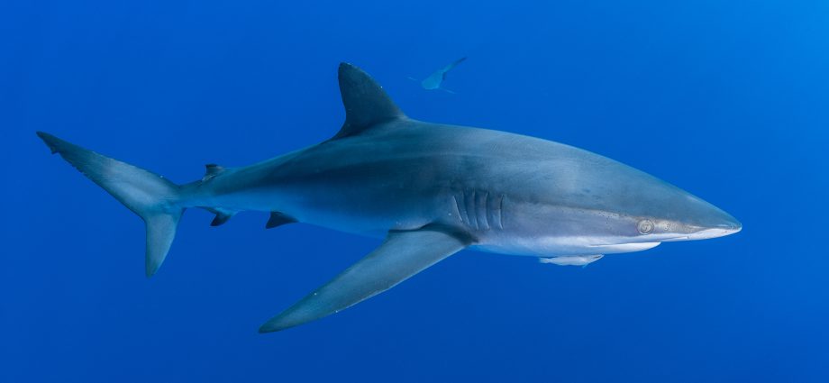 Named for their tightly-packed dermal denticles (the tough, teeth-like “scales” that cover sharks), this species is considered important catch through longline and gillnet fishing in many parts of the world.