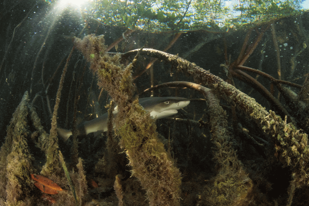 A juvenile lemon shark in the safety of the red mangrove forests of Bimini, Bahamas. Photo by Shin Arunrugstichai | © Save Our Seas Foundation
