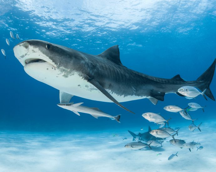 The crystal clear waters of the Bahamas are well known for their healthy shark populations, which include tiger sharks. Photo © Christopher Vaughn-Jones