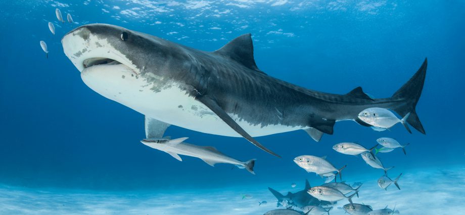 The crystal clear waters of the Bahamas are well known for their healthy shark populations, which include tiger sharks. Photo © Christopher Vaughn-Jones